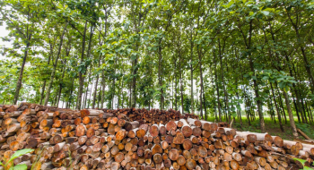 Plano Florestal fortalece a silvicultura em Goiás